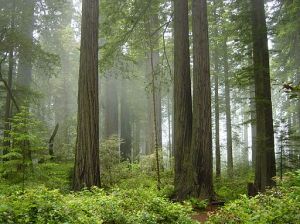 Redwood_National_Park,_fog_in_the_forest
