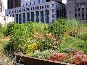 Chicago-City-Hall-Green-Roof