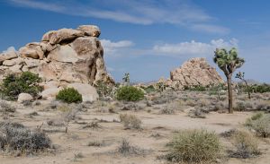 Joshua Tree National Park, Tuxyso / Wikimedia Commons / CC-BY-SA-3.0